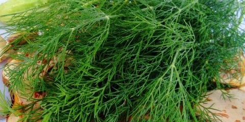 Aligator kopra: recenzije, fotografije, prinos